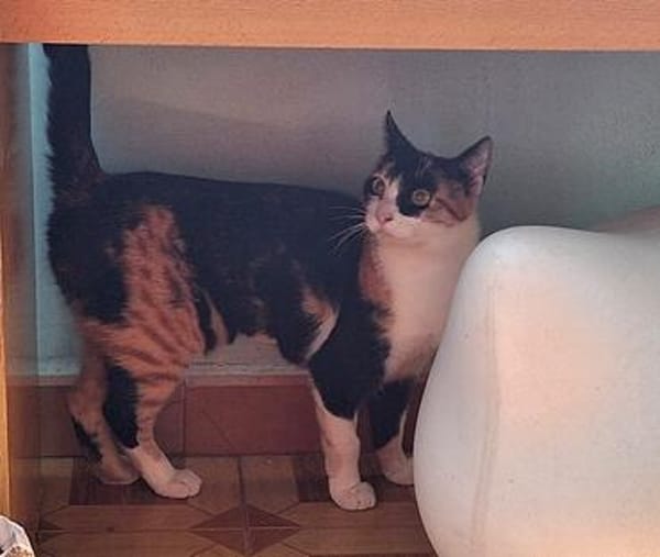 Soziale, junge Katze Hada