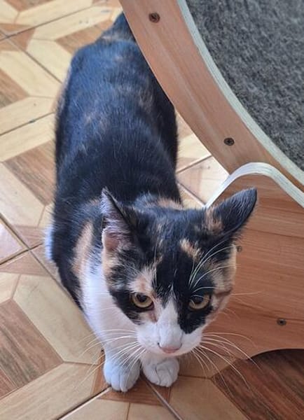Soziale, junge Katze Hada