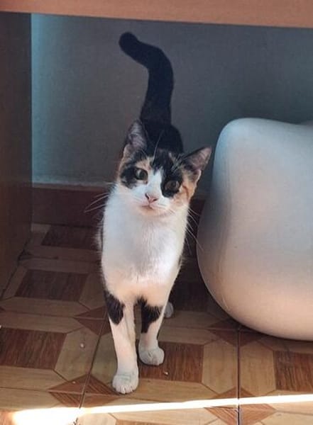 Soziale, junge Katze Hada