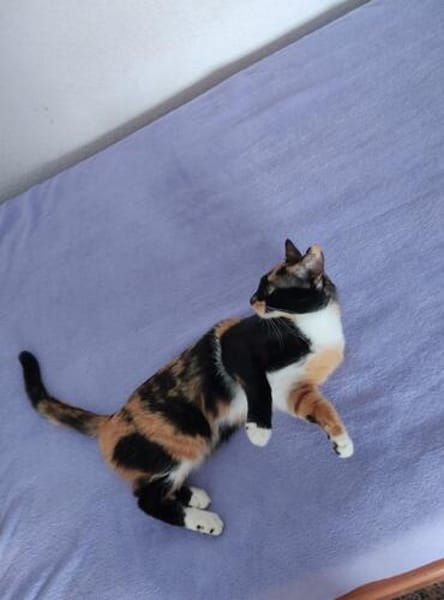 Junge Katzenschwestern Estrella und Nutella