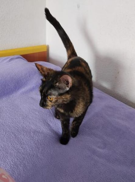 Junge Katzenschwestern Estrella und Nutella