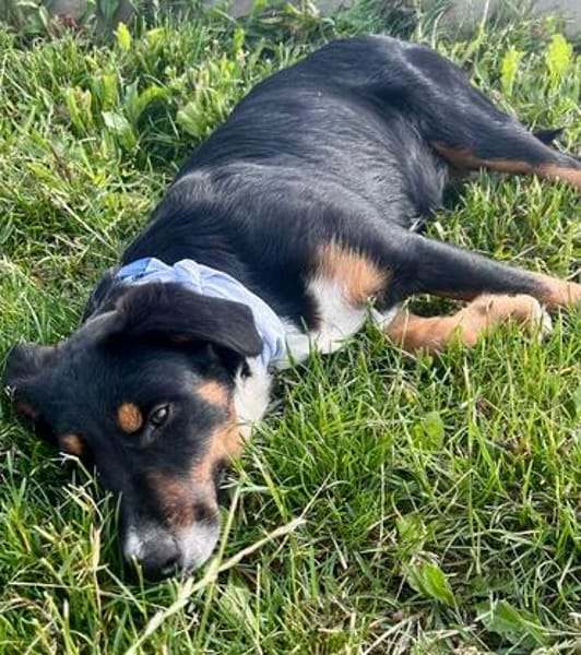 Sally sucht dringend ein neues Zuhause
