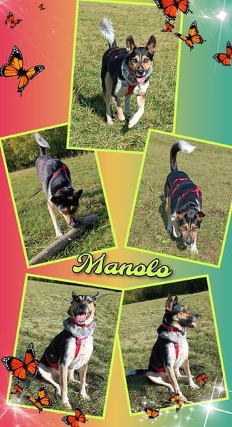lieber Rüde Manolo auf PS 81475