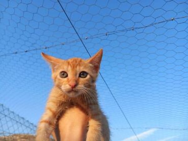 Liebes Katzenmädchen Mira