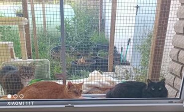 Chiqui & Pichi warten auf ihre Chance