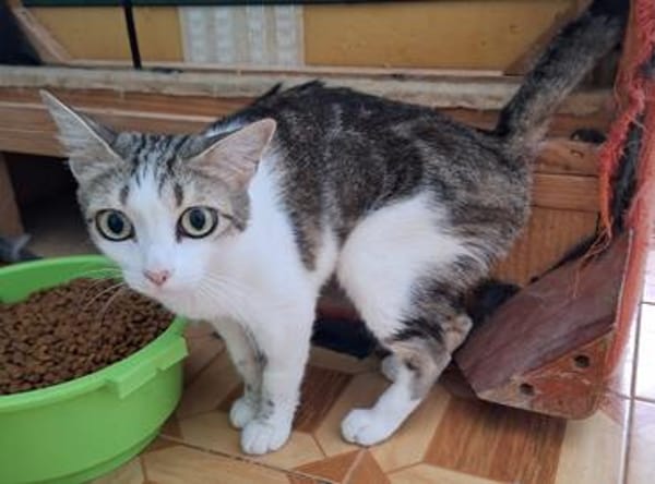 Sanfte, liebe Katze Noa