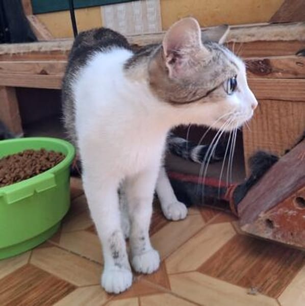 Sanfte, liebe Katze Noa