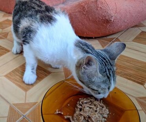 Sanfte, liebe Katze Noa
