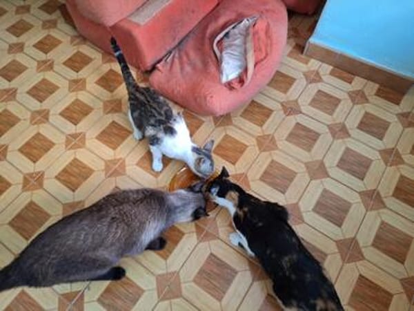 Sanfte, liebe Katze Noa