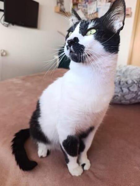 Lieber, geselliger Kater Lunaris