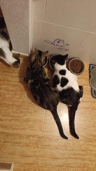 Lieber, geselliger Kater Lunaris