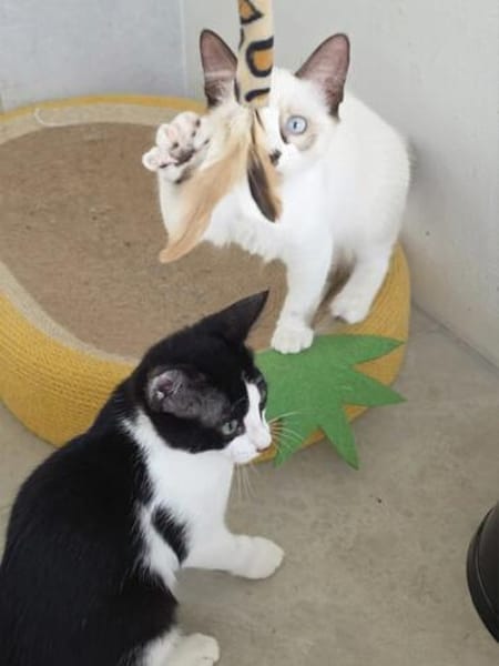 Liebe Katzenkinder Cali, Tina, Simon, Eddie