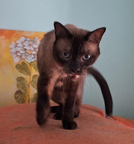 Freundlicher Kater Leo