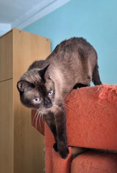 Freundlicher Kater Leo