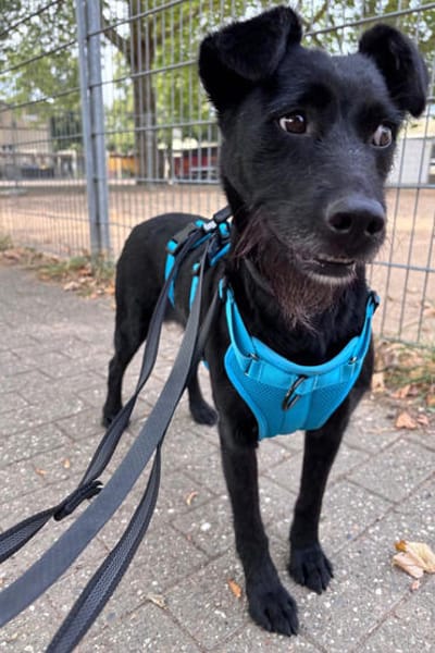 Ebony  wartet in 51469 Bergisch Gladbach auf dich