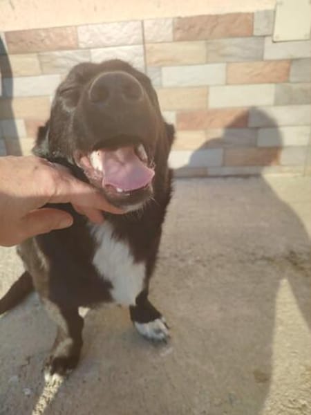 Junghund Balu sucht seine Familie