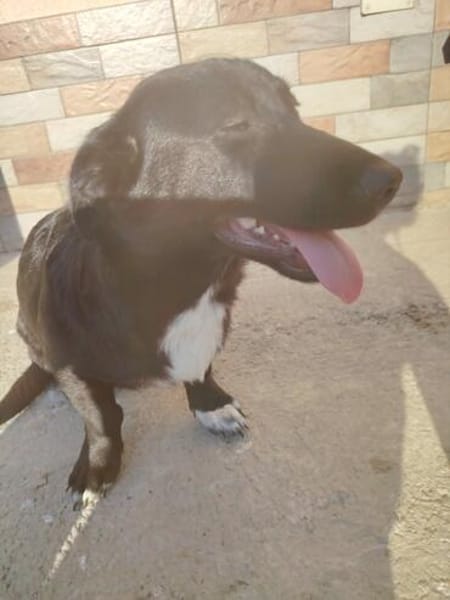 Junghund Balu sucht seine Familie