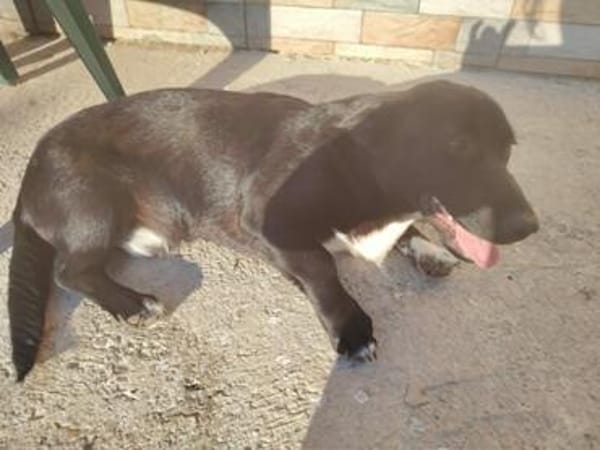 Junghund Balu sucht seine Familie