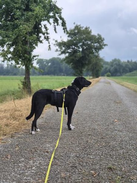 Joschi sucht seine Familie für immer