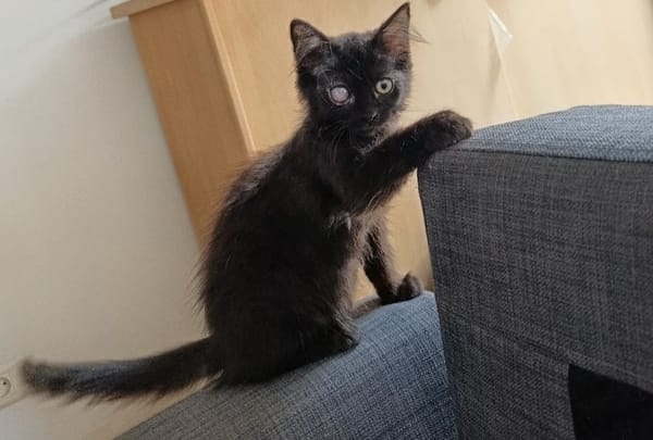 Tyché