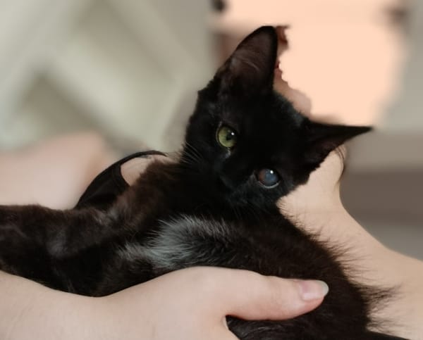 Tyché