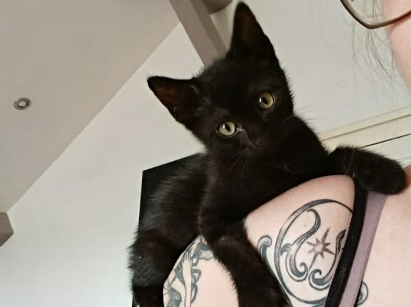 Spider [Chaton]