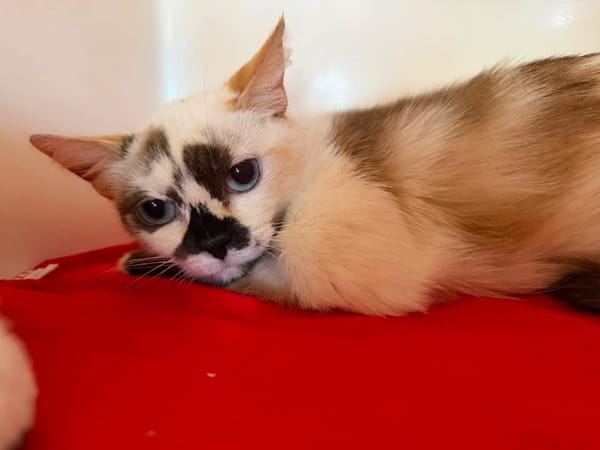 NANY