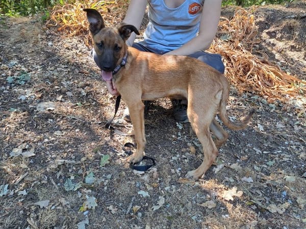 ajax