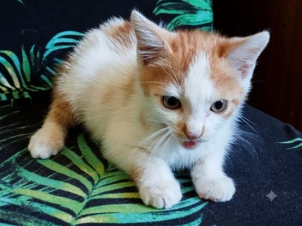 Basil (réservé)
