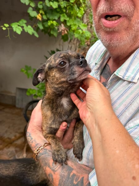 CLYDE (MARTINA)