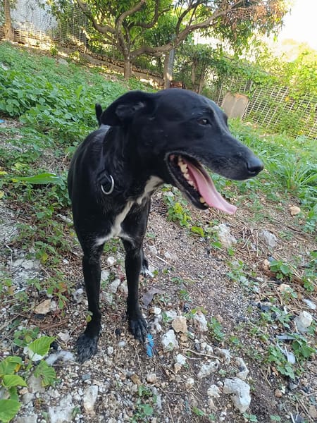 Cachou, l'adorable louloute