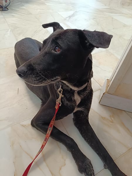 Cachou, l'adorable louloute