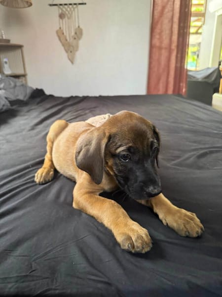 Banjo, un vrai trésor