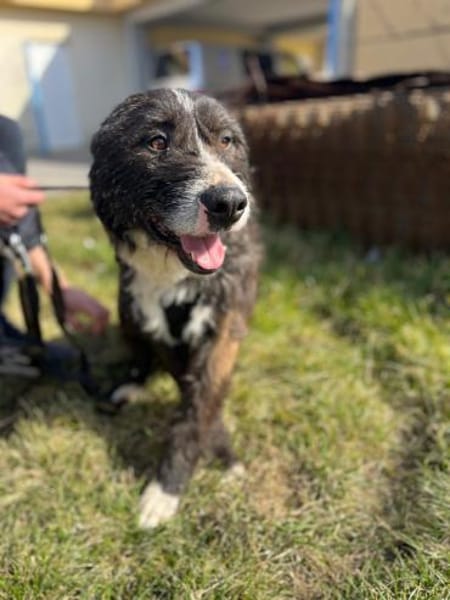 Fröhlicher Rüde Robbie sucht Zuhause