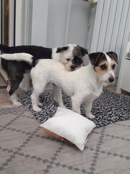 Lexie und Lotta, ein Dreamteam auf acht Pfoten