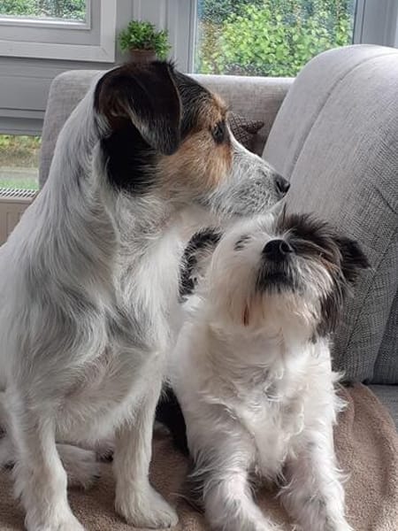 Lexie und Lotta, ein Dreamteam auf acht Pfoten