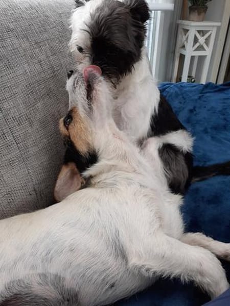 Lexie und Lotta, ein Dreamteam auf acht Pfoten