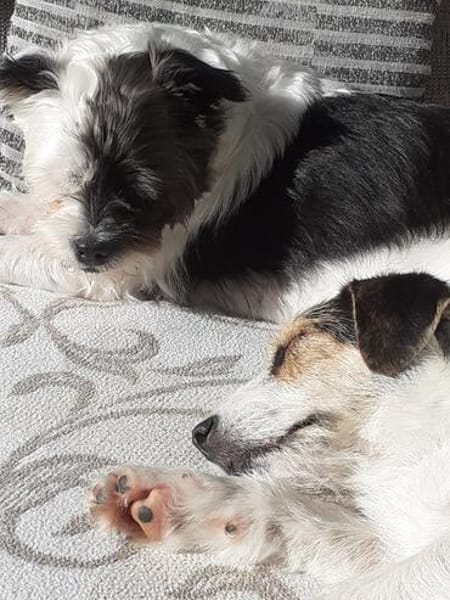 Lexie und Lotta, ein Dreamteam auf acht Pfoten