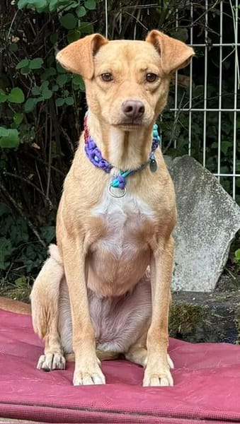 Ruby die anhängliche liebe Pinschermixdame / 82284