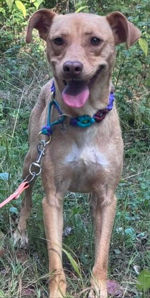 Ruby die anhängliche liebe Pinschermixdame / 82284