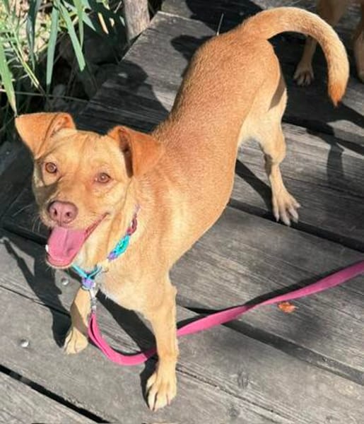 Ruby die anhängliche liebe Pinschermixdame / 82284