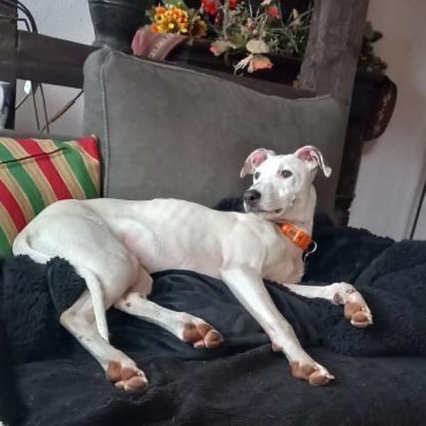 Lieber Galgo-Bodegueromischling Pinto