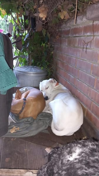 Lieber Galgo-Bodegueromischling Pinto