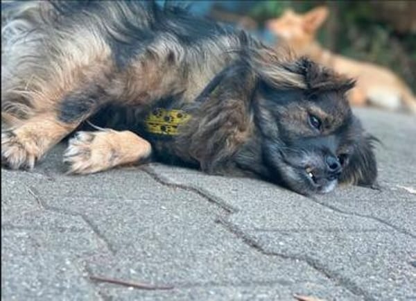 Senior Mischling sucht dringend ein Zuhause