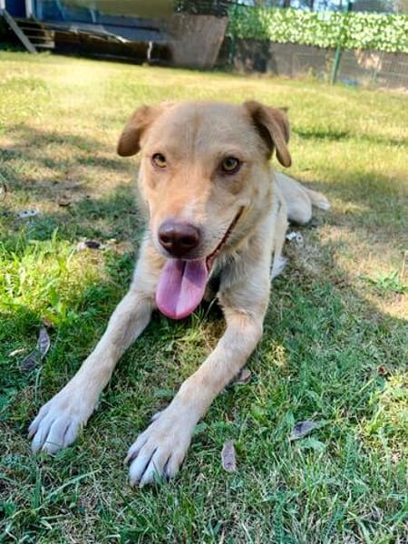 Nando sucht sein Für-immer-Zuhause 🐾