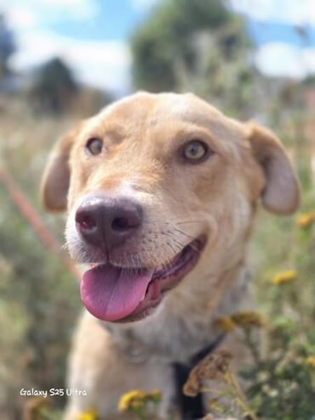 Nando sucht sein Für-immer-Zuhause 🐾