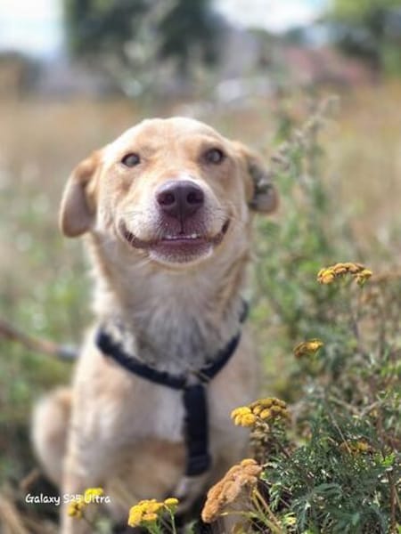 Nando sucht sein Für-immer-Zuhause 🐾