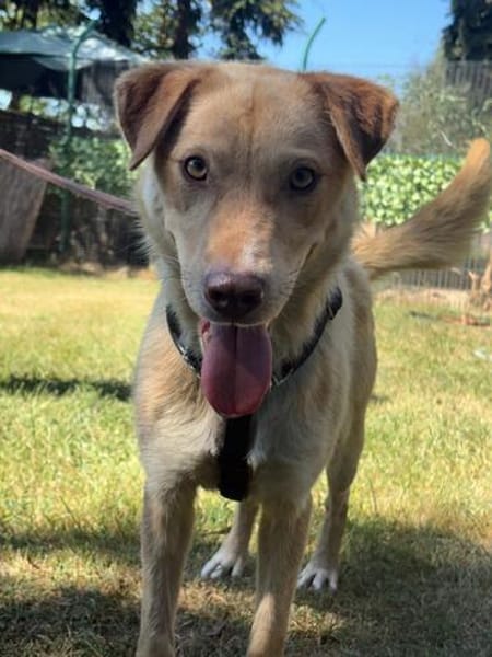 Nando sucht sein Für-immer-Zuhause 🐾