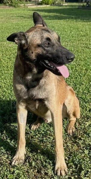 Netter Malinoisrüde Milosh sucht liebes Zuhause
