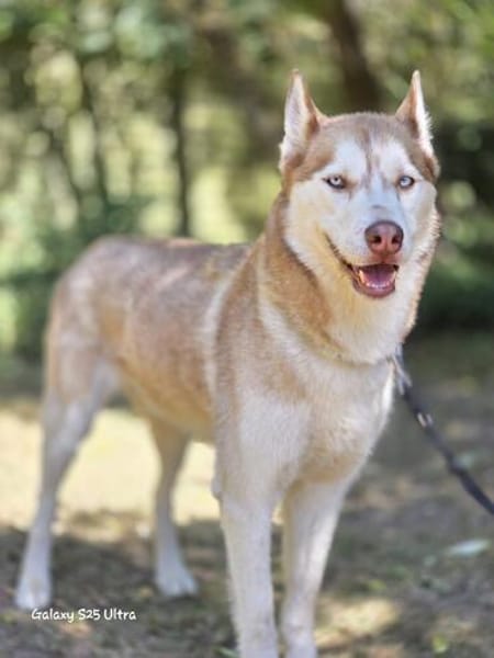 Leo sucht sein Für-immer-Zuhause